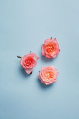 Pink roses on a blue background, top view. Copy space.