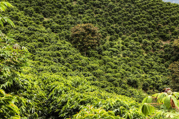 Café de Colombia.