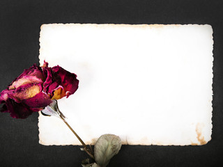 Dried red rose and blank photograph - valentine's background