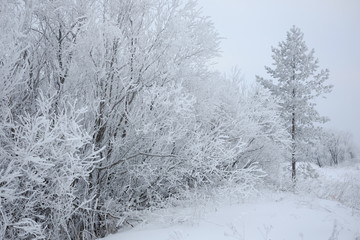 Edge of snowy forest