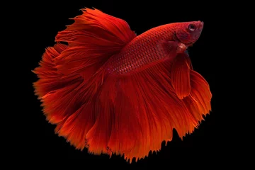  Het ontroerende moment mooi van rode siamese betta vis of fancy betta splendens vechten vis in thailand op zwarte achtergrond. Thailand noemde Pla-kad of halve maan bijtende vis. © Soonthorn