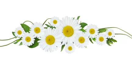 Zelfklevend Fotobehang Madeliefjes Daisy bloemen en groen gras arrangement