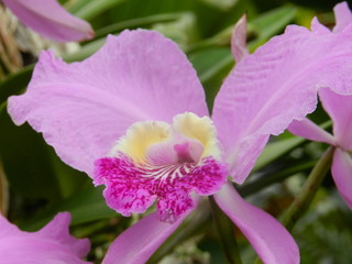 Orchidee