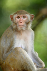 Rhesus macaque, Rhesus monkey  (Macaca mulatta) at Wat Tham Pha Mak Ho Temple, Thailand.