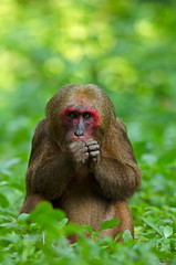 Bear macaque, Stump-tailed macaque (Macaca arctoides) with a red face in Keang Krachan National Park, Thailand.