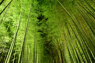 Fototapeta na wymiar Illuminated bamboo woods, Kyoto Japan