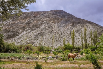 Fototapeta na wymiar Scene in the mountains near Purmamarca in Argentina