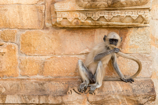 Young Hanuman Langur on the wall of a Temple in Chittorgarh, Rajasthan