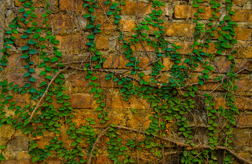 brick wall ,Old wall background.