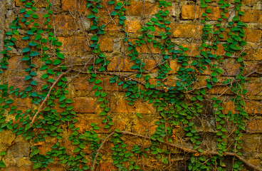 brick wall ,Old wall background.