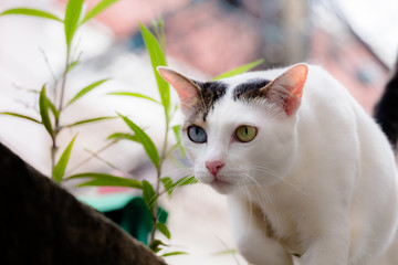 Cat walk on the wall.