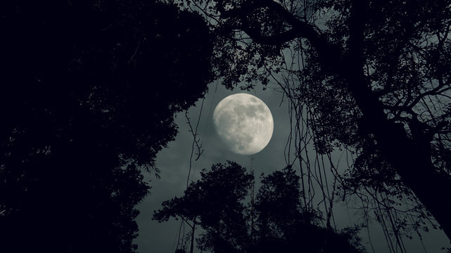 forest dark night with moon	 	