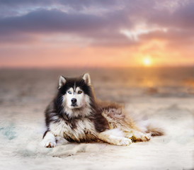 Beautiful big husky dog on a snow