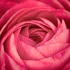 Close up of vivid red ranunculus flower. beautiful spring flower, floral pattern, macro