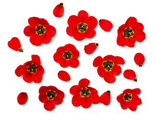 Beautiful flowers red tulips on a white background. Top view, flat lay.