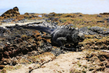 Iguane marin des Galapagos
