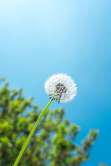 Dandelion seed head in front of tree and blue sky