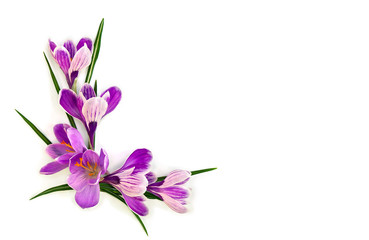 Violet crocuses (Crocus vernus) on a white background with space for text. Top view, flat lay.