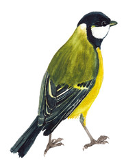Watercolor great tit