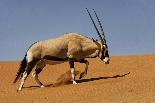 Oryx walkink in the Namib desert