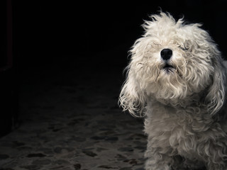 white little barking dog, curly pet with copy space on dark background