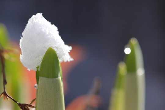 Die ersten Hyazinthen mit Schneemütze im Frühling - mit Textfreiraum