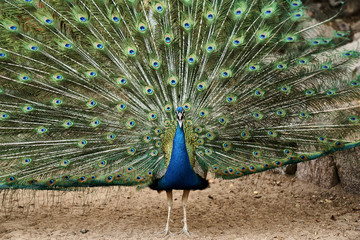 Obraz premium Israel-Impressionen - Pfau am Delphinstrand