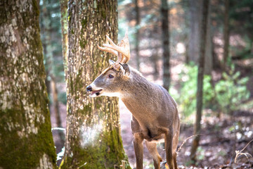 White-Tailed Deer