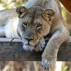 A Portrait of a Female Lion Lounging in a Zoo