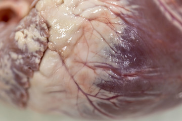 Fototapeta premium Structure heart of the pig for classroom education.