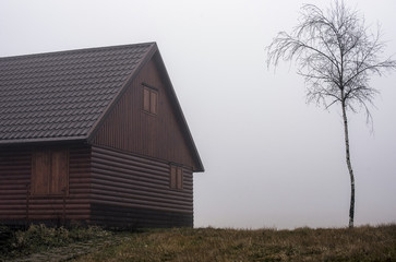 a new wooden cottage standing beside a young birch in a mist in the autumn rain