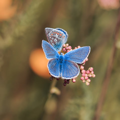 two beautiful blue butterfly sitting on a bright Sunny meadow