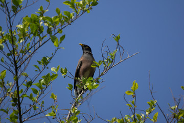 Common Myna bird on big tree