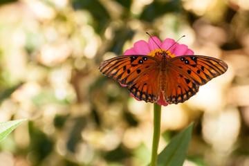 Butterfly and flower