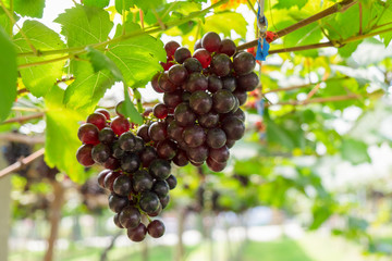 Bunch of fresh black grapes in organic farm, Chiang Rai, Thailand