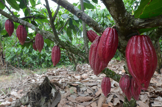 Glanmore cacao plantation, Banyuwangi, East Java, Indonesia