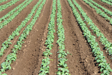 Farm land with vegetables growing in rows. Raised bed gardening, has increased yields from small plots of soil without the need for commercial, energy-intensive fertilizers