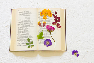 getrocknete Blumen in altem Buch (Goethe)