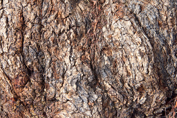 Close up texture of pepper tree, Schinus molle is a quick growing evergreen tree that grows up to 45 feet tall and wide. It is the largest of all Schinus species and potentially the longest lived.