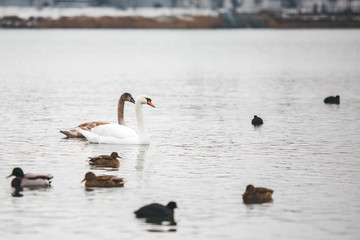 Two swans swim along the water and around the duck