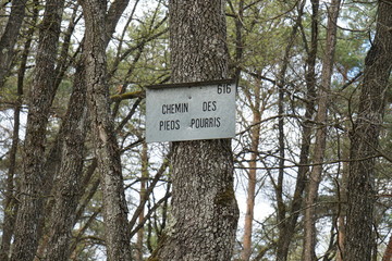 Le Chemin des pieds pourris à Fontainebleau