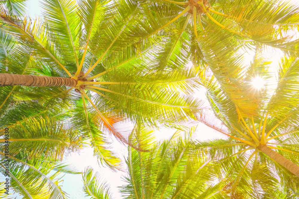 Wall mural coconut palm trees perspective view with sun light.