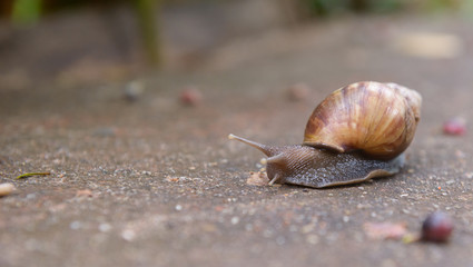 Persistence of a snail