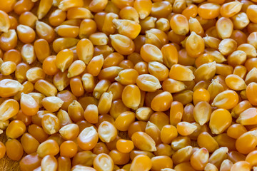 Corn for popcorn