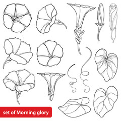 Vector set with outline Ipomoea or Morning glory flower bell, leaves and bud in black isolated on white background. Perennial climbing plant in contour style for summer design and coloring book. - obrazy, fototapety, plakaty