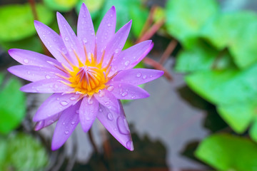 Water lily, Purple lotus in the pond.