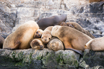 寄り添い合うオットセイの家族 © Kazuki Higuchi