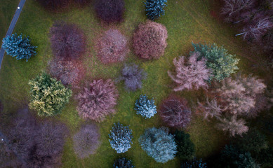 Fototapeta na wymiar Different type of trees from above