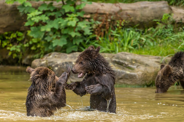 Kräftemessen zweier Jungbären