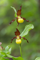 lady's-slipper orchid, Cypripedium calceolus
